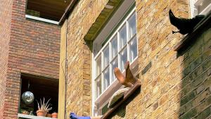 feet sticking out of windows to keep cool