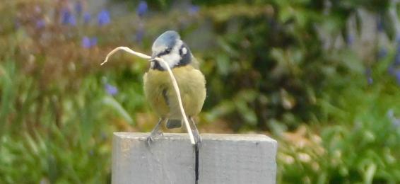 Blue tit with nest material